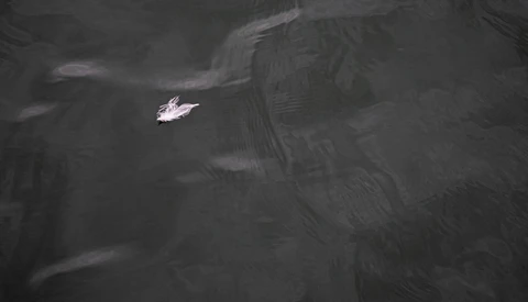 Small white boat isolated in dark water with concentric ripple patterns.