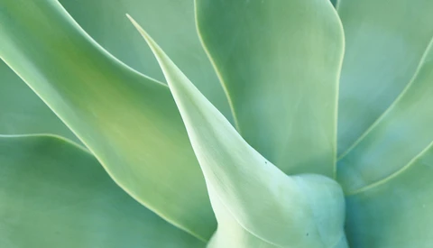 Close-up of succulent plant leaves with layered rosette formation and soft pale green tones.