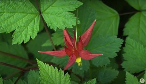 Deep red flower with pointed petals and yellow center surrounded by bright green foliage.