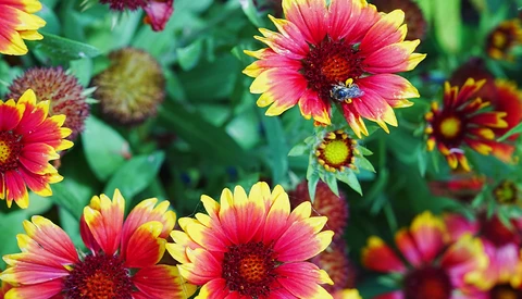 Red and yellow blanket flowers with dark centers and a bee visiting the center bloom.