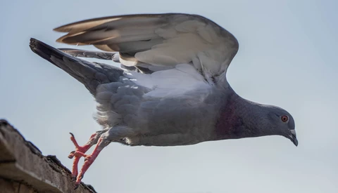 Seagull with wings spread upward, perched on a concrete surface against a clear blue sky.
