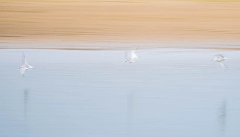 Three seagulls in flight over calm blue water beneath a wooden overhang.