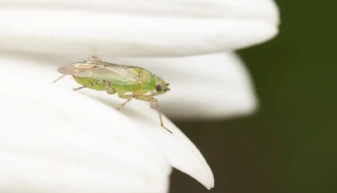Green leafhopper insect perched on white flower petal against blurred green background.
