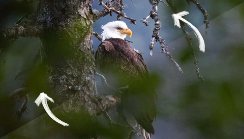 Bald eagle perched on a lichen-covered branch with blurred green foliage surrounding it.