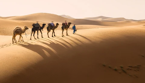 Caravan of camels and a guide walking across golden sand dunes in desert landscape.