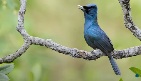 Vibrant blue bird perched on a lichen-covered branch against a soft green blurred background.