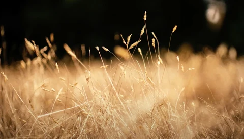 Dried grass and seed heads backlit by warm golden sunlight against a dark background.
