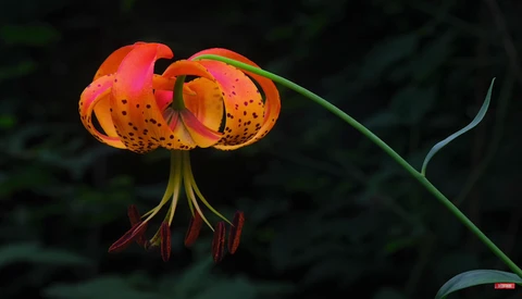 Tiger lily flower with recurved orange petals spotted in deep red, with prominent red stamens against a dark blurred background.