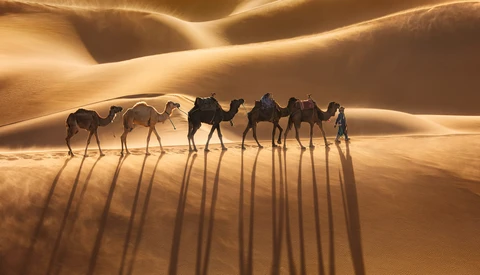 Caravan of camels casting long shadows across undulating sand dunes in golden desert light.