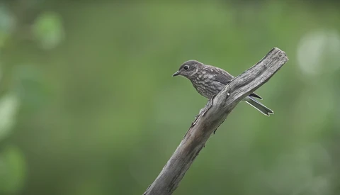 Small gray songbird perched on a weathered wooden branch against a soft green bokeh background.