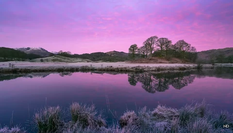 Still lake at dawn with frost-covered grasses in foreground and bare trees reflected in purple-pink water.