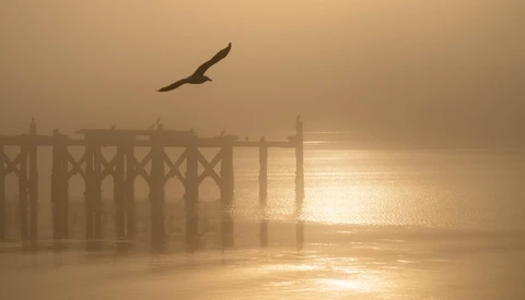 Bird in flight silhouetted against a pier in heavy fog during golden hour.