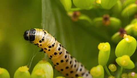 Yellow and black spotted caterpillar on green plant buds in macro photography.