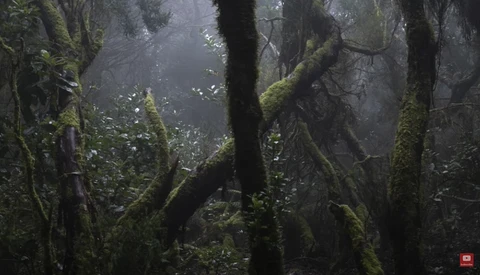Misty forest with moss-covered trees and dark trunks creating atmospheric depth through layered fog.