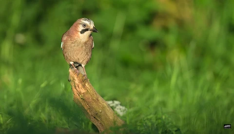 Small brown bird perched upright on a weathered wooden branch against blurred green foliage.