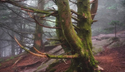 Ancient tree with thick moss-covered trunk in misty forest with exposed roots and bare branches.