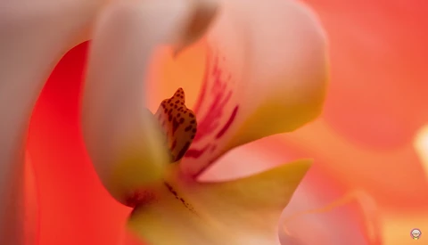 Macro photograph of an orchid flower's center with pink petals and brown stamens against a warm, blurred coral background.