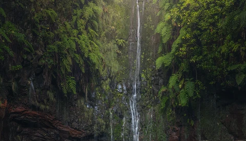 Narrow waterfall cascading down a steep, fern-covered cliff face surrounded by dense forest foliage.