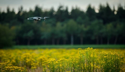 Drone flying above a yellow wildflower field with evergreen forest in the background.