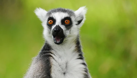 Ring-tailed lemur with striking orange eyes and open mouth against soft green background.