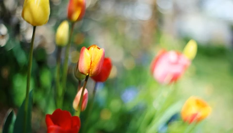 Colorful tulips in soft focus with shallow depth of field, yellow and red blooms in sharp detail against blurred green background.