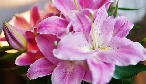 Close-up of pink and white azalea flowers with speckled petals and visible stamens in soft golden light.