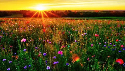 Wildflower field at sunset with vibrant pink, purple, and blue blooms backlit by golden sun rays.