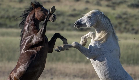 Two horses rearing up on hind legs facing each other in an open field.