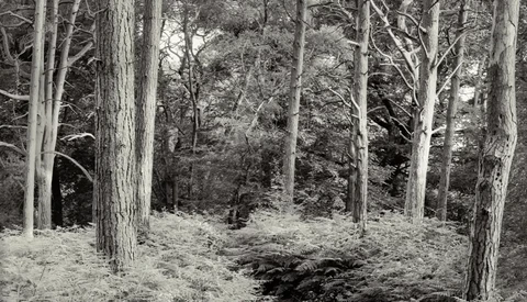 Forest of tall trees with sparse undergrowth and a small stream running through the woodland floor.