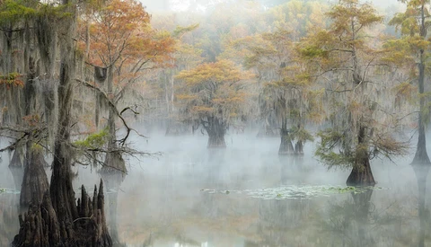 Misty cypress swamp with towering trees draped in Spanish moss and reflected in still water.