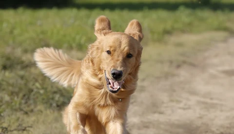 Golden retriever running toward camera on a dirt path with green grass in the background.