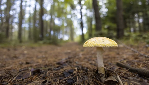Yellow mushroom with white stem growing on forest floor covered in pine needles and debris.