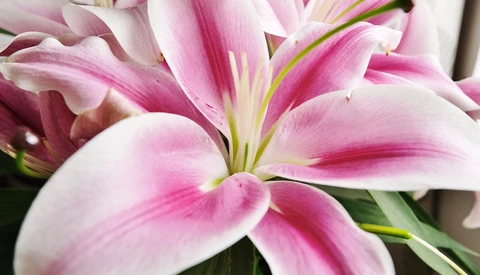 Pink and white lily flower with prominent stamens and deep magenta streaking on petals.