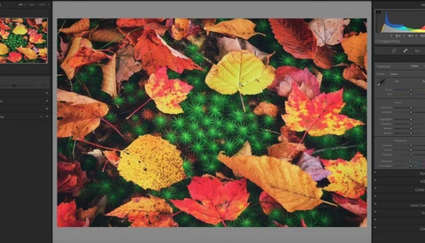 Vibrant overhead flat lay of autumn leaves in red, orange, yellow, and pink tones arranged on dark green foliage.