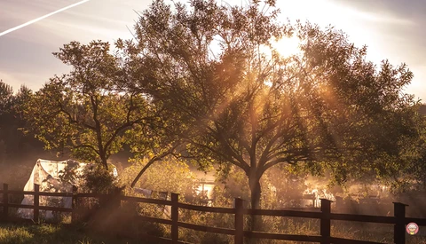 Golden sunlight streaming through large trees behind a wooden fence at dawn or dusk.