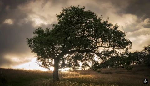 Large solitary tree with sprawling canopy silhouetted against dramatic cloudy sky in open grassland.