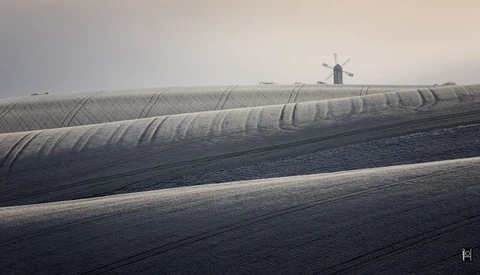 Rows of white mesh crop covers stretch across dark soil with a windmill visible in the distant misty background.