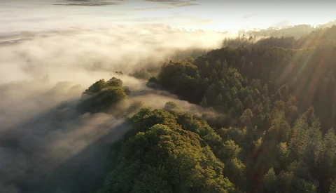Forested hillsides emerge from a thick blanket of morning mist under golden sunlight.