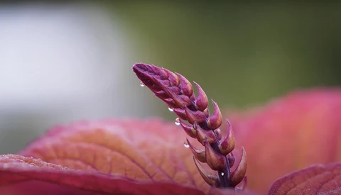 Macro closeup of a purple flower bud with water droplets on its layered petals.