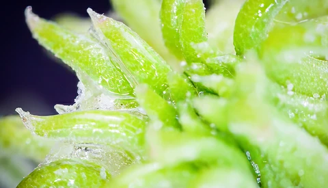 Fresh green leaves with water droplets and frost crystals covering the surface.