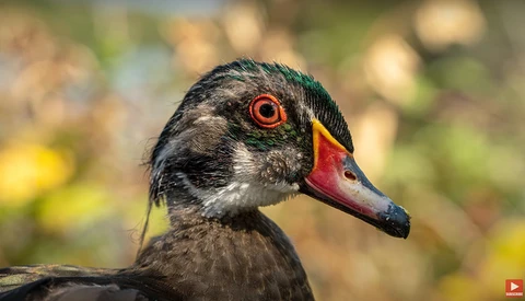 Close-up portrait of a duck with dark plumage, red eye-ring, and colorful red and yellow bill against blurred background.