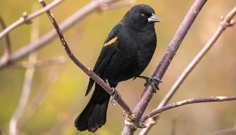 Black bird with yellow wing patch perched on bare branch against blurred yellow-green background.