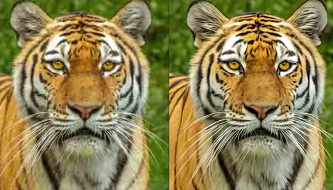 Side-by-side comparison of two tiger portraits showing different editing approaches to the same subject.