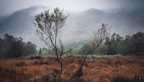 Solitary bare tree with twisted branches in rust-colored grassland, misty mountains looming in background.
