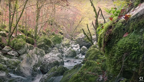 Forest stream flowing over moss-covered rocks beneath bare deciduous trees with golden light filtering through the canopy.