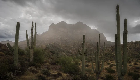 Saguaro cacti in desert landscape with mountain under dramatic stormy sky.