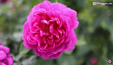 Vibrant magenta peony with densely layered petals and soft-focus green foliage background.
