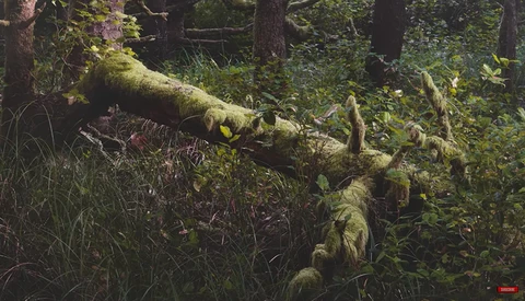 Moss-covered fallen log in a dense forest surrounded by green understory vegetation and trees.