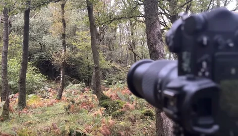 Camera with telephoto lens aimed at deer in autumn forest clearing.