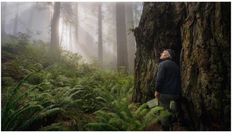 Hiker in dark jacket standing against massive ancient tree trunk in misty redwood forest surrounded by lush ferns.